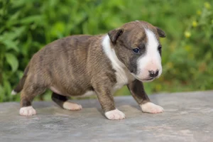 Miniature Bull Terrier — young puppy (~1 mo)