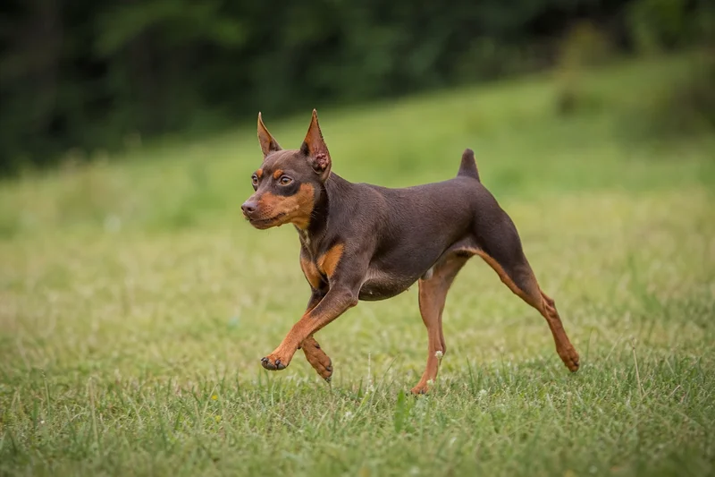Miniature Pinscher — running