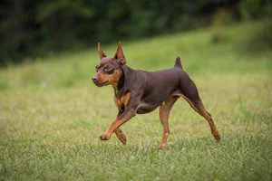 Miniature Pinscher — running