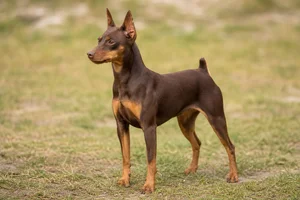 Miniature Pinscher — adult