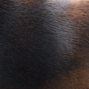 Miniature Pinscher — coat texture