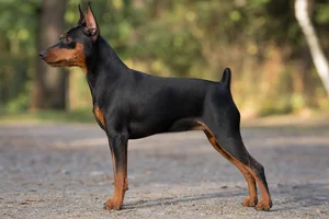 Miniature Pinscher — black and rust coat