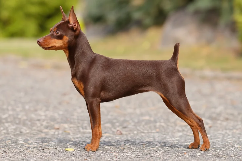 Miniature Pinscher — chocolate and rust coat