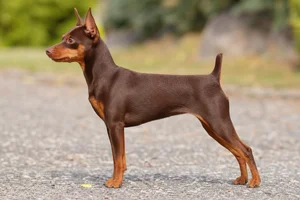 Miniature Pinscher — chocolate and rust coat