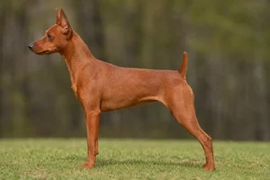 Miniature Pinscher — Red coat