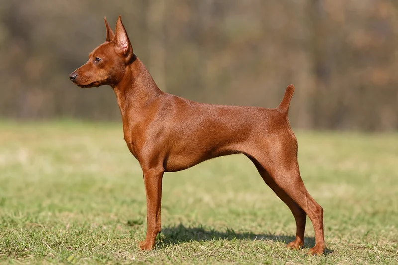 Miniature Pinscher — stag red coat