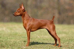 Miniature Pinscher — stag red coat