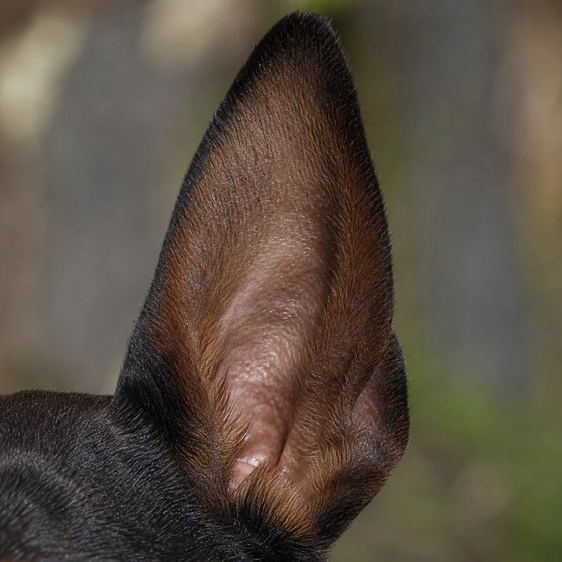Miniature Pinscher — ears