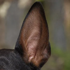 Miniature Pinscher — ears