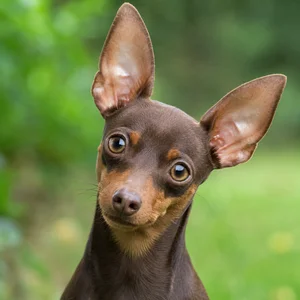 Miniature Pinscher — alert