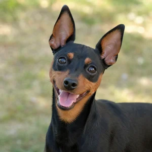 Miniature Pinscher — happy