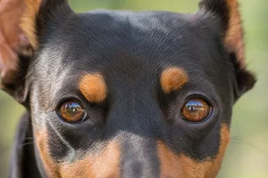 Miniature Pinscher — eyes