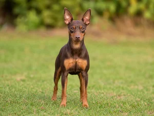 Miniature Pinscher — front