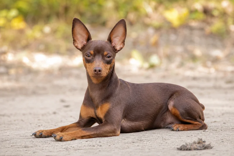 Miniature Pinscher — lying down
