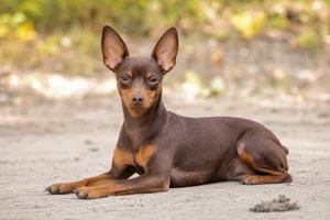 Miniature Pinscher — lying down