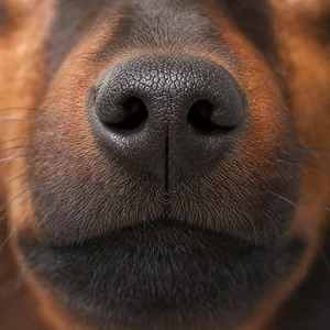 Miniature Pinscher — nose