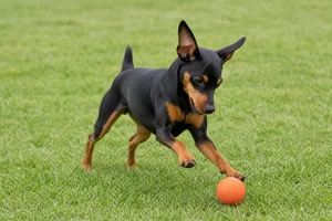 Miniature Pinscher — playing