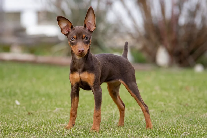 Miniature Pinscher — puppy (~4 mo)