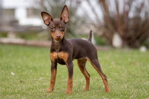 Miniature Pinscher — puppy (~4 mo)