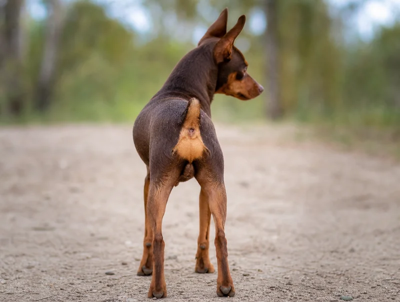 Miniature Pinscher — rear