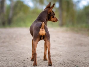 Miniature Pinscher — rear