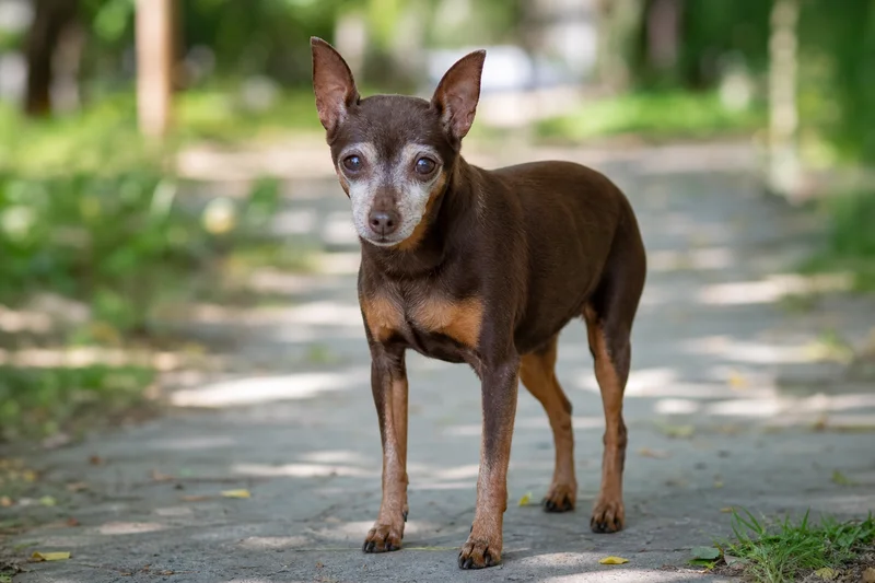 Miniature Pinscher — senior