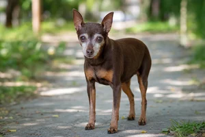 Miniature Pinscher — senior