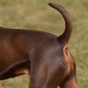 Miniature Pinscher — tail