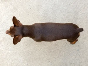 Miniature Pinscher — top