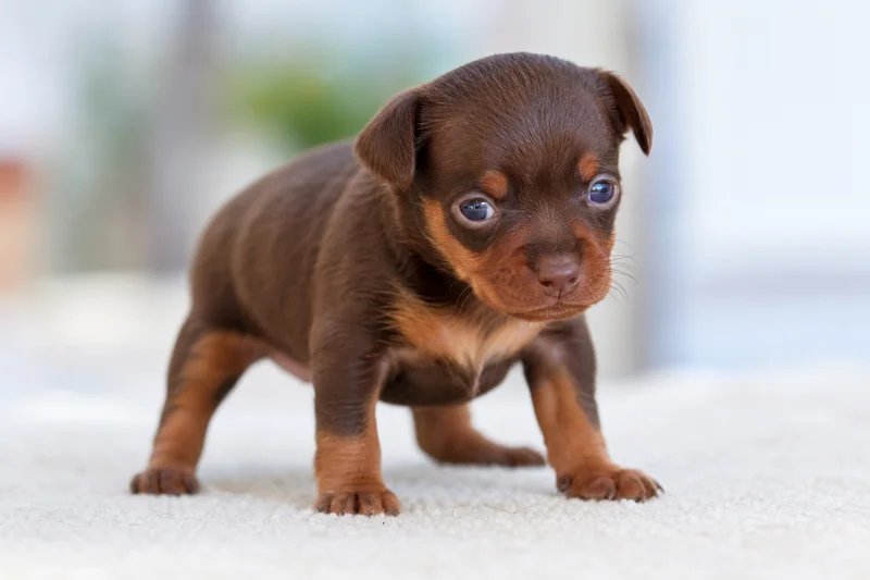 Miniature Pinscher — young puppy (~1 mo)