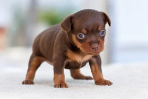 Miniature Pinscher — young puppy (~1 mo)