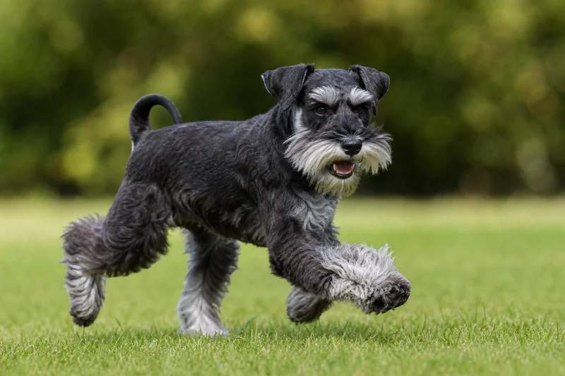 Miniature Schnauzer — running