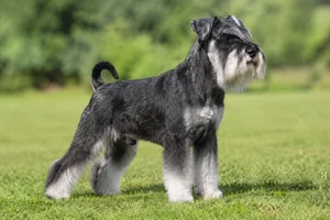 Miniature Schnauzer — adult