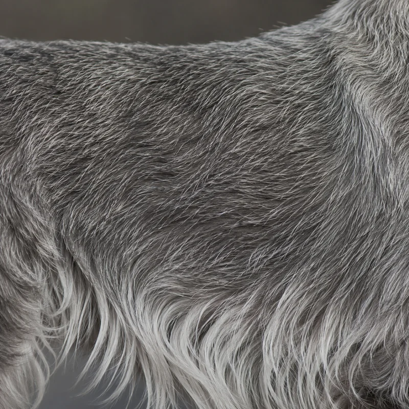 Miniature Schnauzer — coat texture
