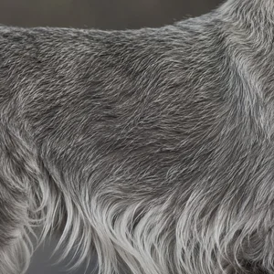Miniature Schnauzer — coat texture
