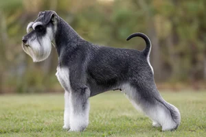 Miniature Schnauzer — Black and Silver coat
