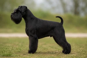 Miniature Schnauzer — Black coat