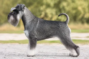 Miniature Schnauzer — Salt and Pepper coat