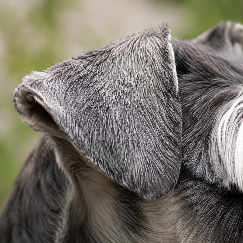 Miniature Schnauzer — ears