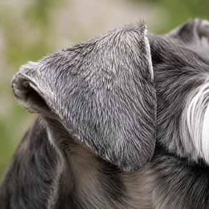 Miniature Schnauzer — ears
