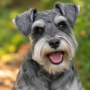 Miniature Schnauzer — happy