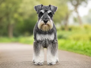 Miniature Schnauzer — front