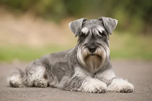 Miniature Schnauzer — lying down