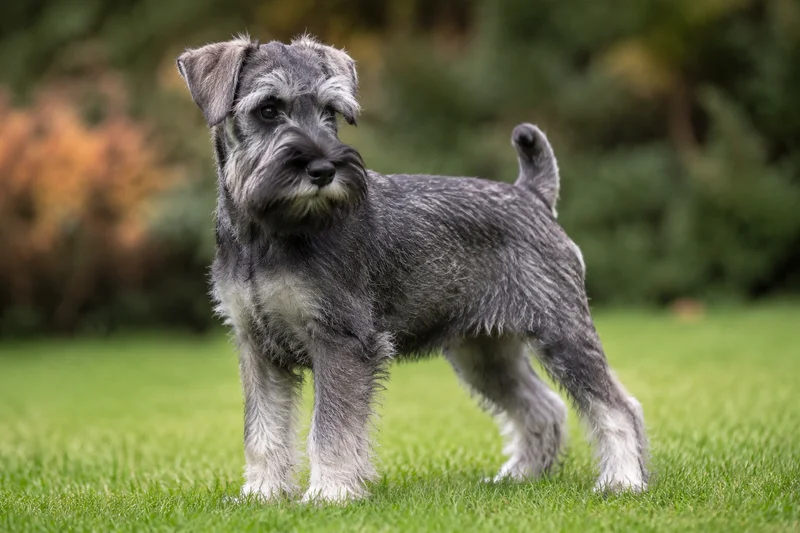Miniature Schnauzer — puppy (~4 mo)