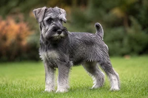 Miniature Schnauzer — puppy (~4 mo)