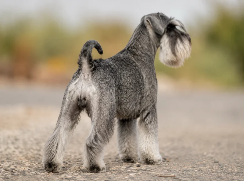 Miniature Schnauzer — rear
