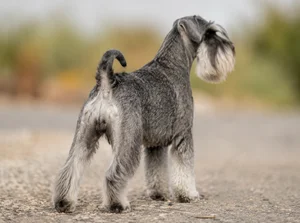Miniature Schnauzer — rear