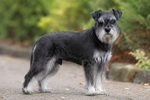 Miniature Schnauzer — senior