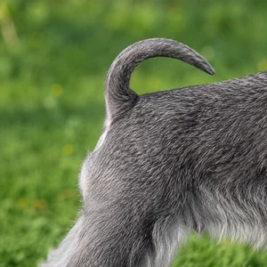 Miniature Schnauzer — tail