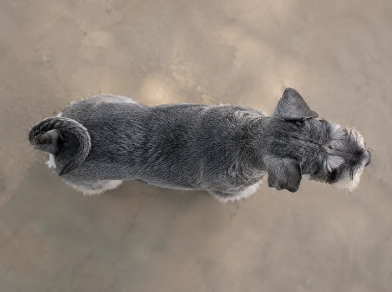 Miniature Schnauzer — top